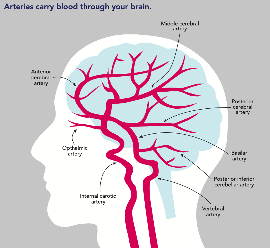 parietal artery        
        <figure class=