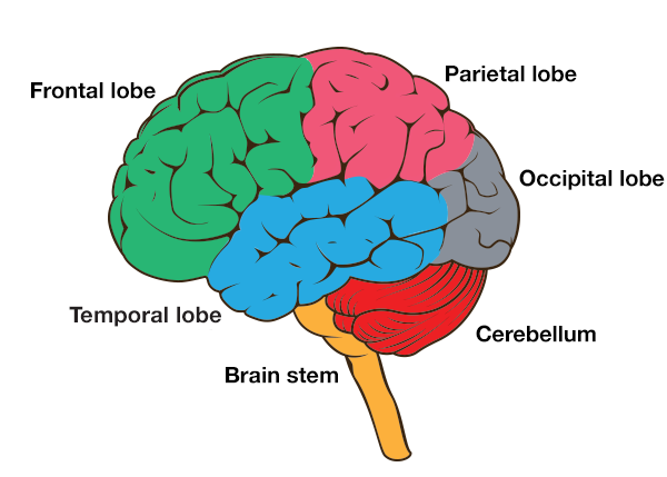 Brain with labelled regions, including frontal lobe at the front, parietal lobe at the top, occipital lobe at the back, temporal lobe at the side, cerebellum underneath, and brain stem leading to the spinal cord.